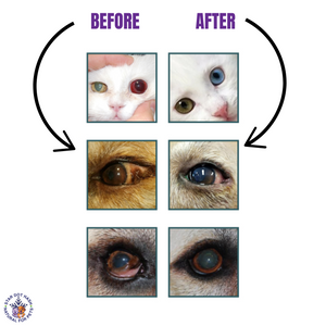 Clean , Allergy relief_Stardothash Dog & cat eye drops