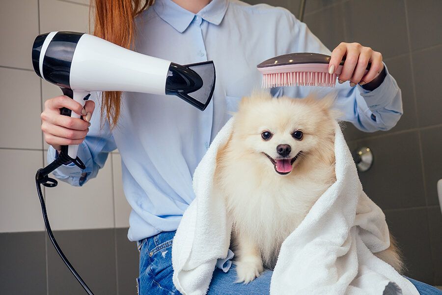 7 Summer Grooming Tips Every Pet Owner Should Know